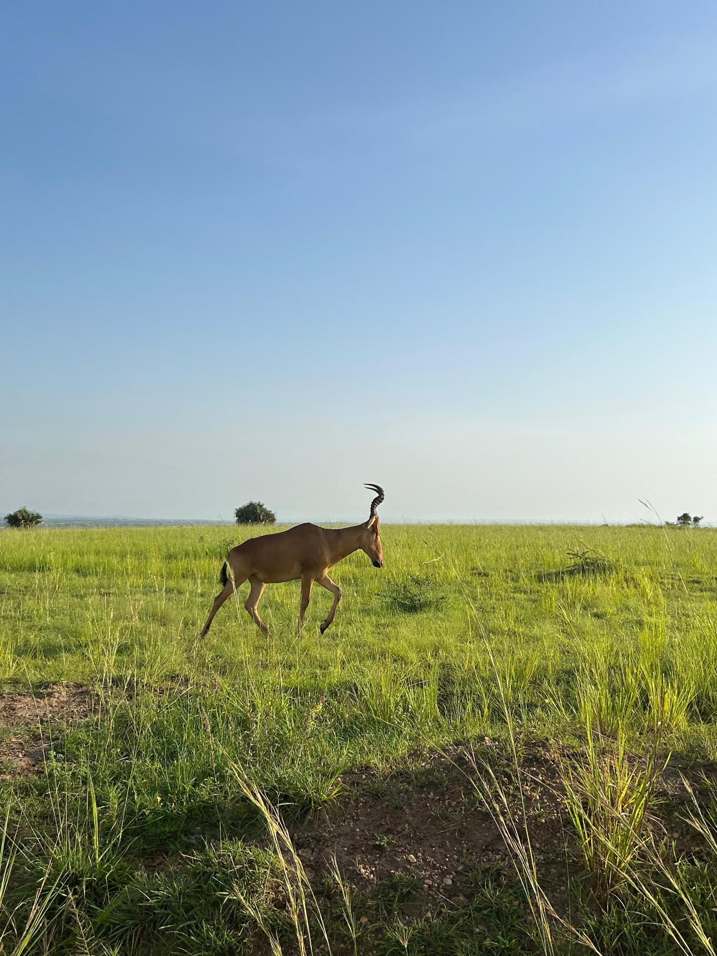 Jackson's hartebeest on the open savanna